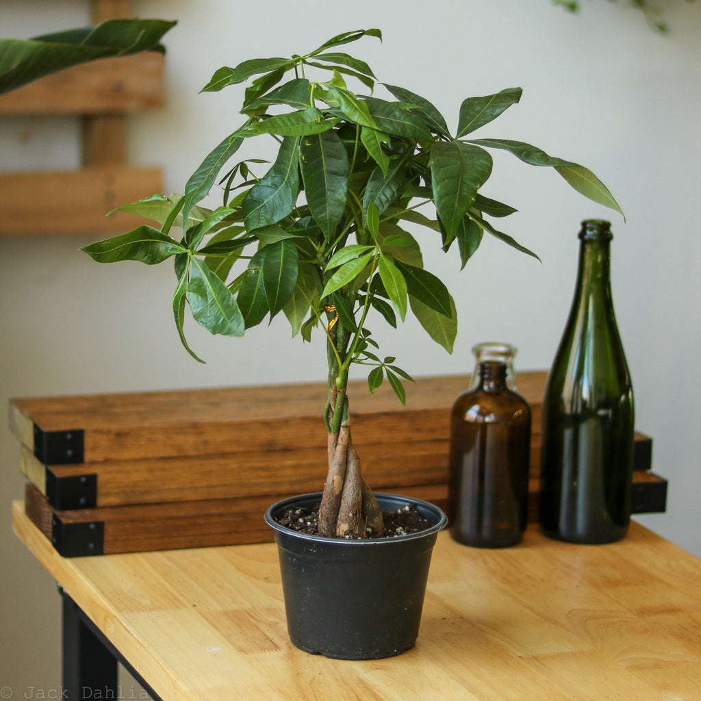 Pachira Aquatica Money Tree: Lucky Plant for Prosperity – Ed's Plant Shop