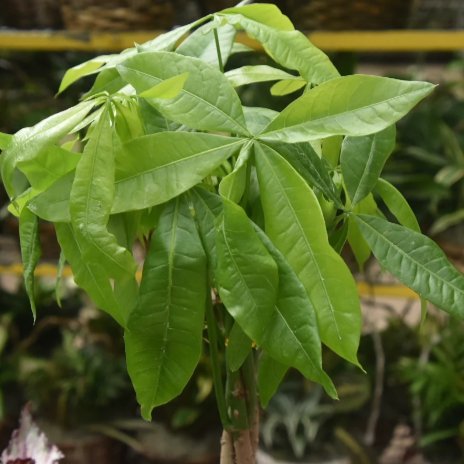 Pachira Aquatica 'Money Tree' - In Store Only - Ed's Plant Shop