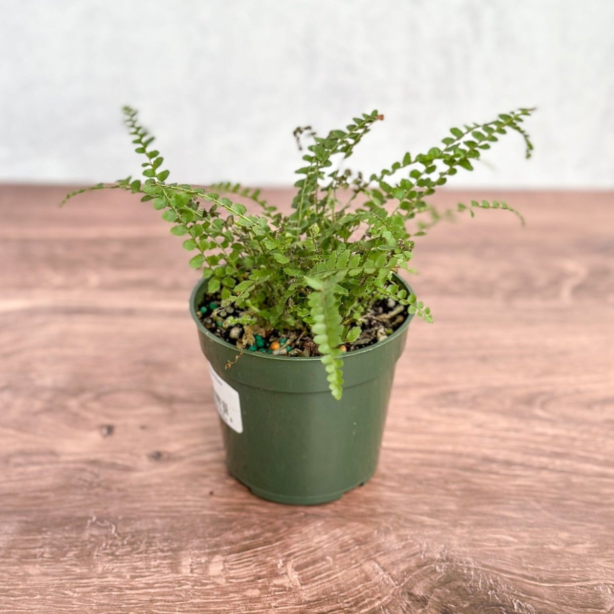 Pellaea rotundifolia - Button Fern - Ed's Plant Shop