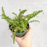 Pellaea rotundifolia - Button Fern - Ed's Plant Shop