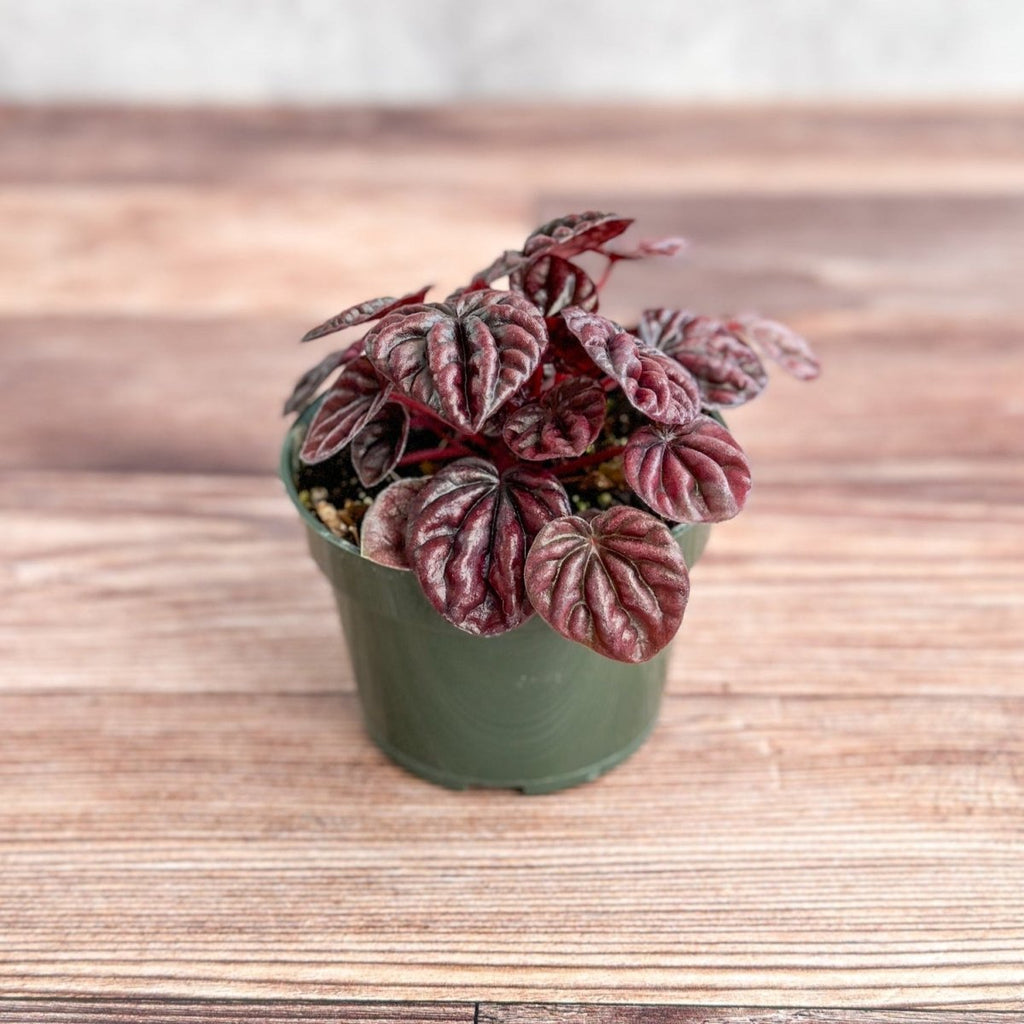 Peperomia Caperata ‘Schumi Red’ - Ed's Plant Shop