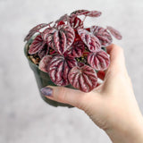 Peperomia Caperata ‘Schumi Red’ - Ed's Plant Shop