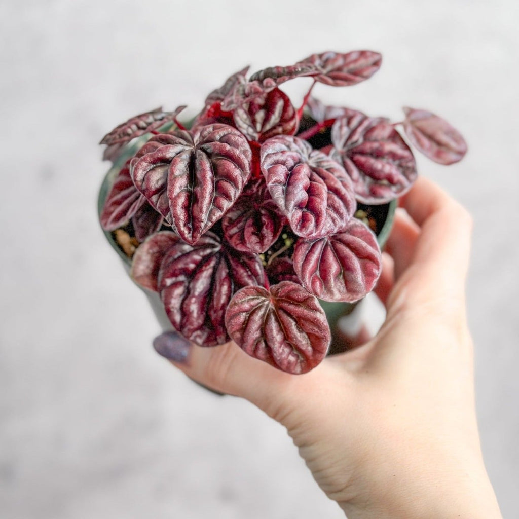 Peperomia Caperata ‘Schumi Red’ - Ed's Plant Shop