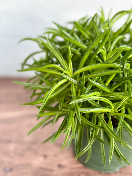 Peperomia ferreyrae “Happy Bean” - Happy Bean Plant - Ed's Plant Shop