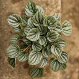 Peperomia Frost - Ed's Plant Shop