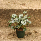 Peperomia Frost 4 inch nursery pot