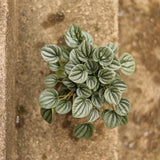 Peperomia Frost overheard view of silvery foliage