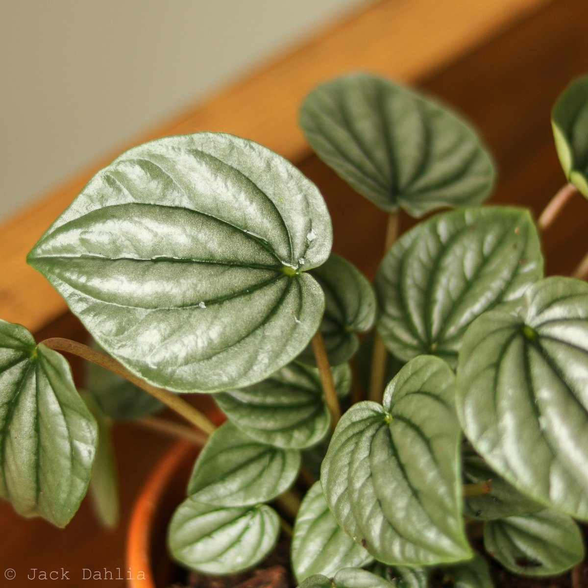 Silver Ripple Peperomia houseplant for desks and shelves