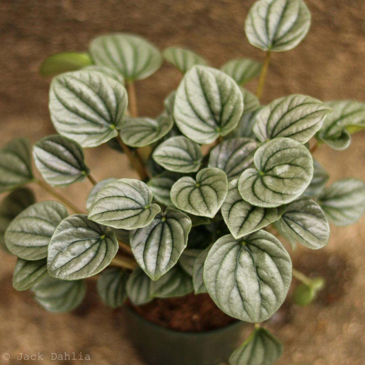 Peperomia Frost closeup of silvery foliage