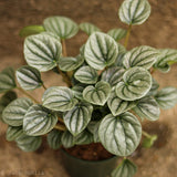 Peperomia Frost closeup of silvery foliage