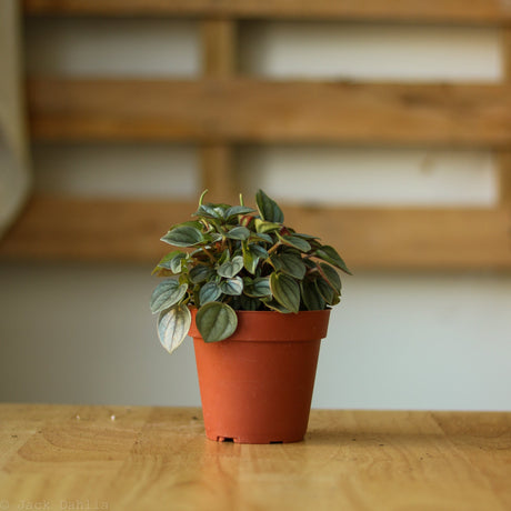 Peperomia 'Napoli Nights' - Ed's Plant Shop