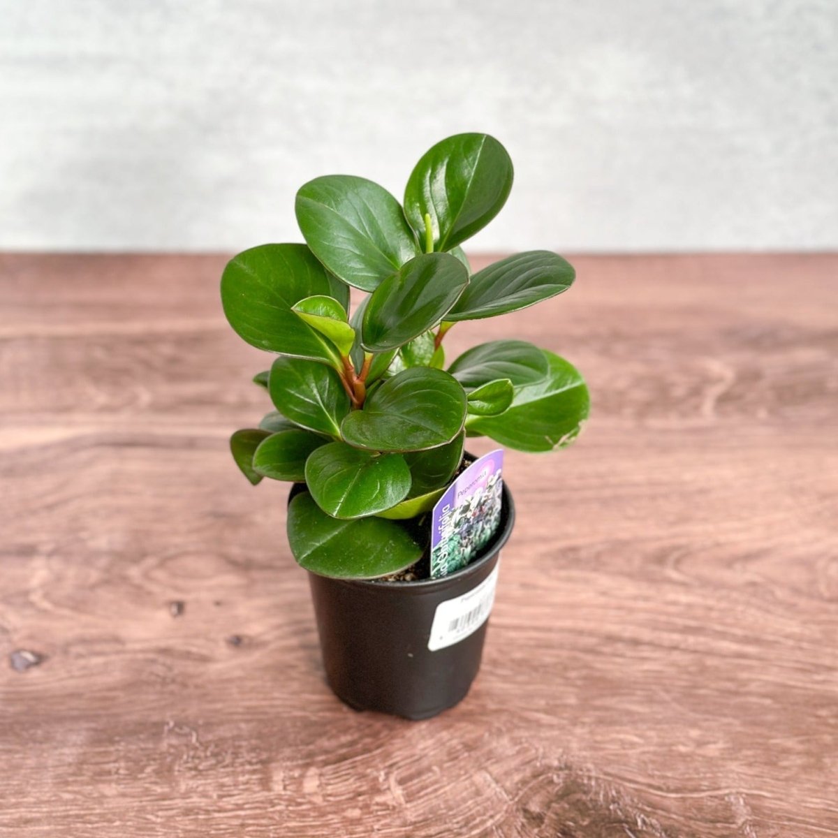 Peperomia Obtusifolia - Green - Ed's Plant Shop