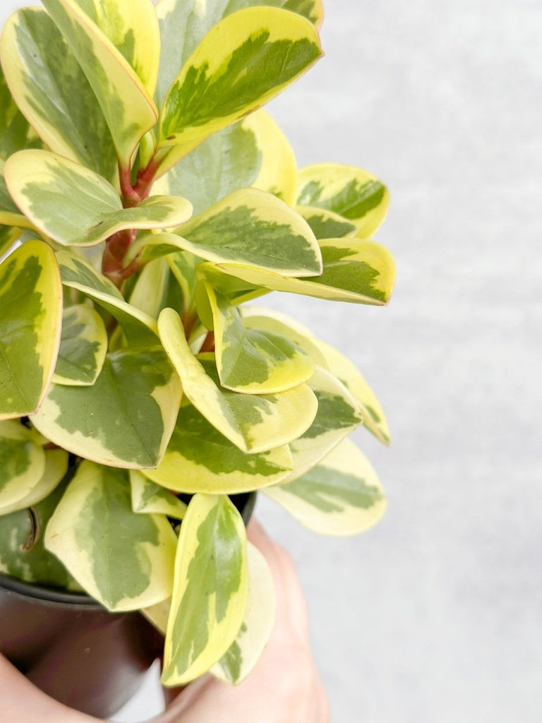 Peperomia Obtusifolia Variegata 'Baby Rubber Plant' - Ed's Plant Shop