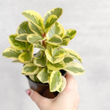 Peperomia Obtusifolia Variegata 'Baby Rubber Plant' - Ed's Plant Shop