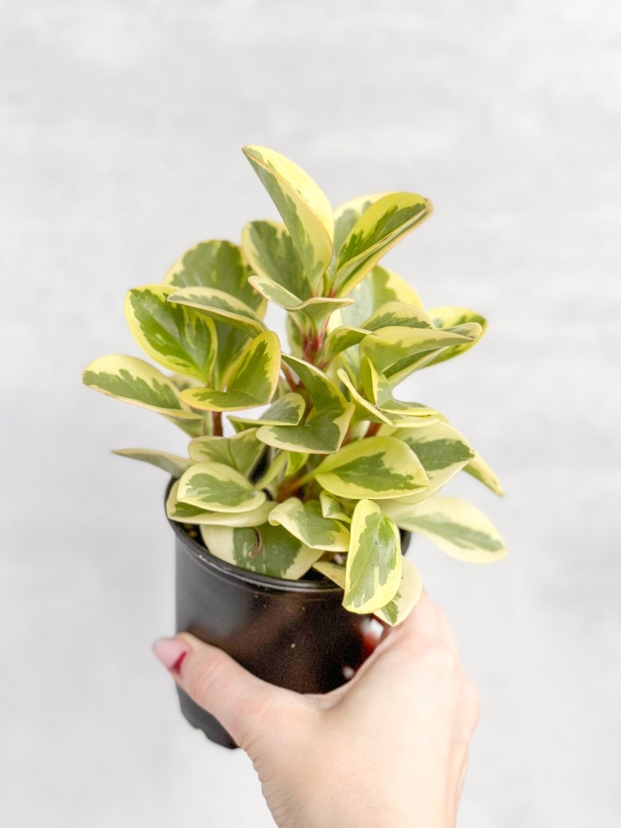 Peperomia Obtusifolia Variegata 'Baby Rubber Plant' - Ed's Plant Shop