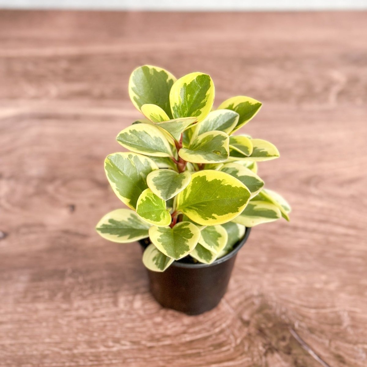 Peperomia Obtusifolia Variegata 'Baby Rubber Plant' - Ed's Plant Shop