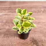 Peperomia Obtusifolia Variegata 'Baby Rubber Plant' - Ed's Plant Shop