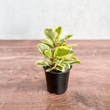 Peperomia Obtusifolia Variegata 'Baby Rubber Plant' - Ed's Plant Shop