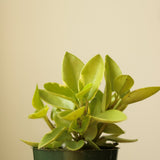 Peperomia orba var. ‘Pixie Lime' - Ed's Plant Shop