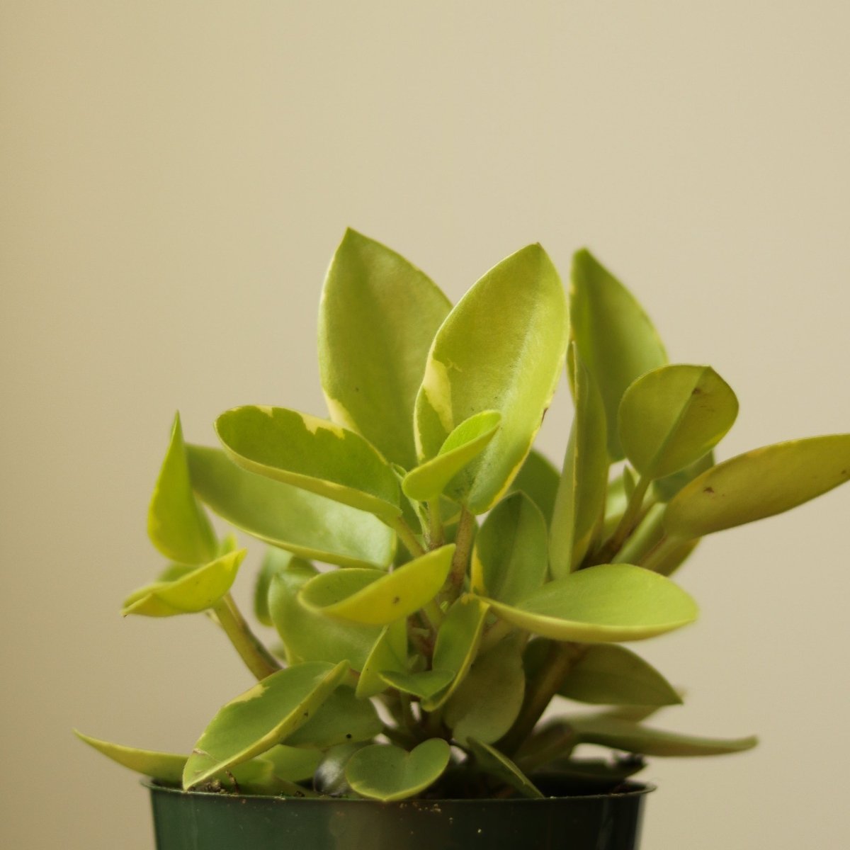 Peperomia orba var. ‘Pixie Lime' - Ed's Plant Shop