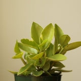 Peperomia orba var. ‘Pixie Lime' - Ed's Plant Shop