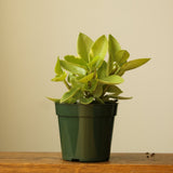 Peperomia orba var. ‘Pixie Lime' - Ed's Plant Shop