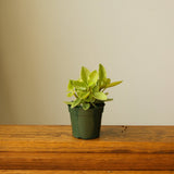 Peperomia orba var. ‘Pixie Lime' - Ed's Plant Shop