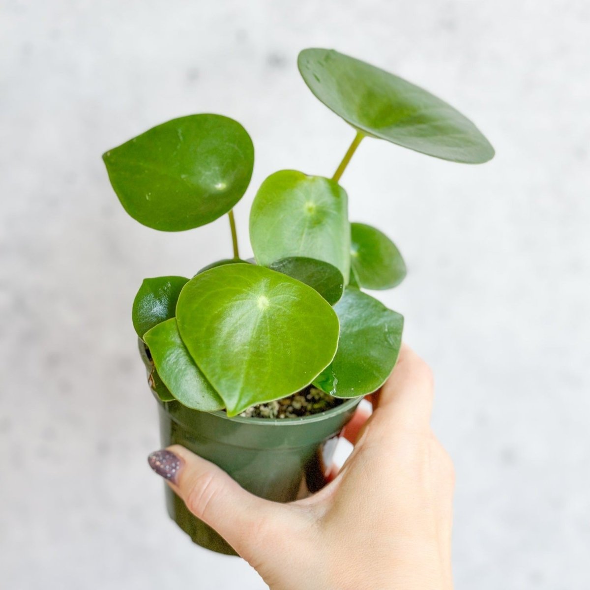 Peperomia polybotra 'Raindrops' - Ed's Plant Shop