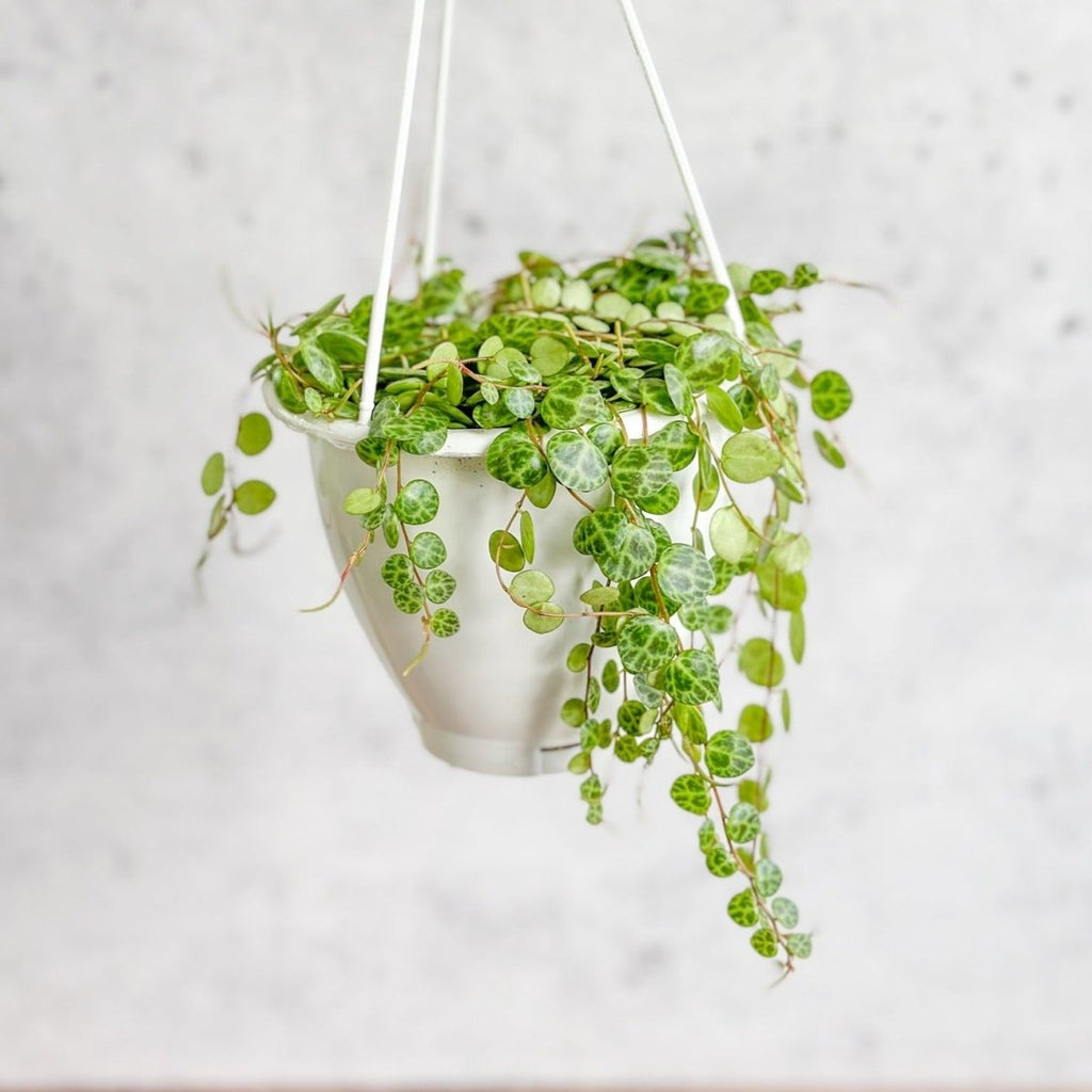 Peperomia Prostrata - ‘String of Turtles’ Hanging Basket - Ed's Plant Shop