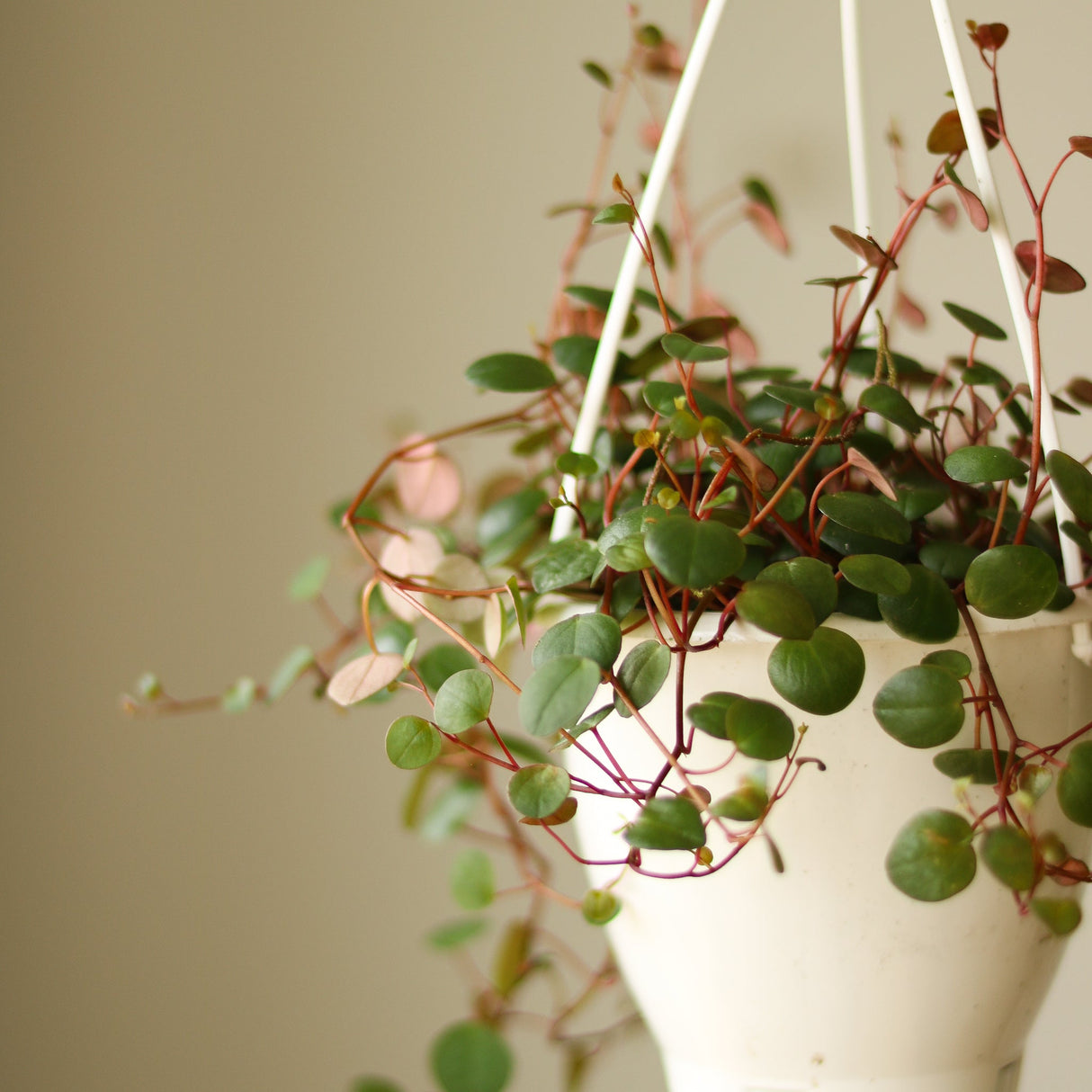 Peperomia 'Ruby Cascade' - Ed's Plant Shop