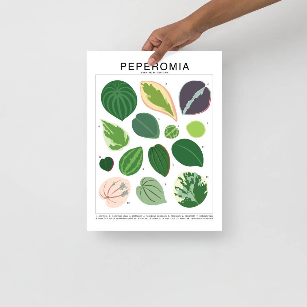 Peperomia Species ID Chart - Botanical Houseplant Art Print - Ed's Plant Shop