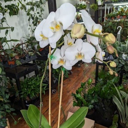 Phalaenopsis Orchid For Sale Online