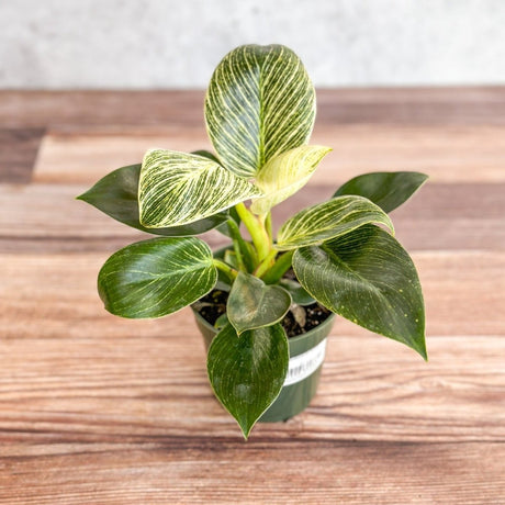 Philodendron 'Birkin' - Tropical Plant with Variegated Foliage - Ed's Plant Shop