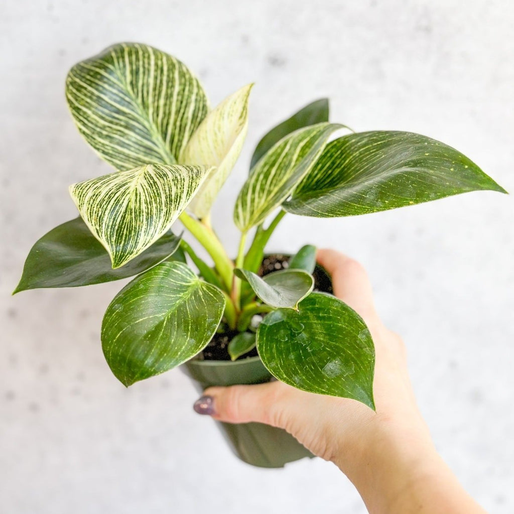 Philodendron 'Birkin' - Tropical Plant with Variegated Foliage - Ed's Plant Shop