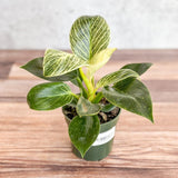 Philodendron 'Birkin' - Tropical Plant with Variegated Foliage - Ed's Plant Shop