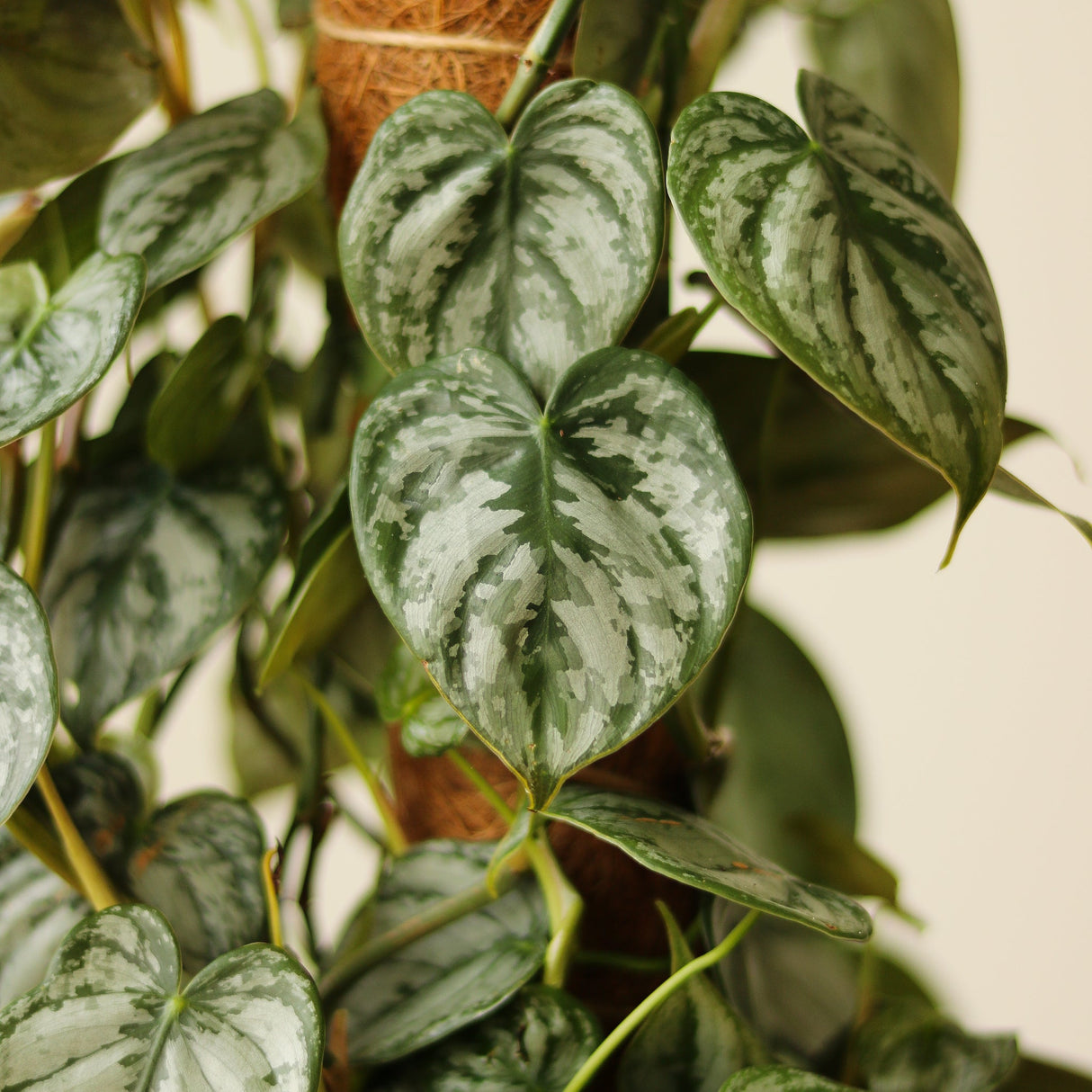 Philodendron Brandtianum 'Silver Leaf Philodendron' - Ed's Plant Shop