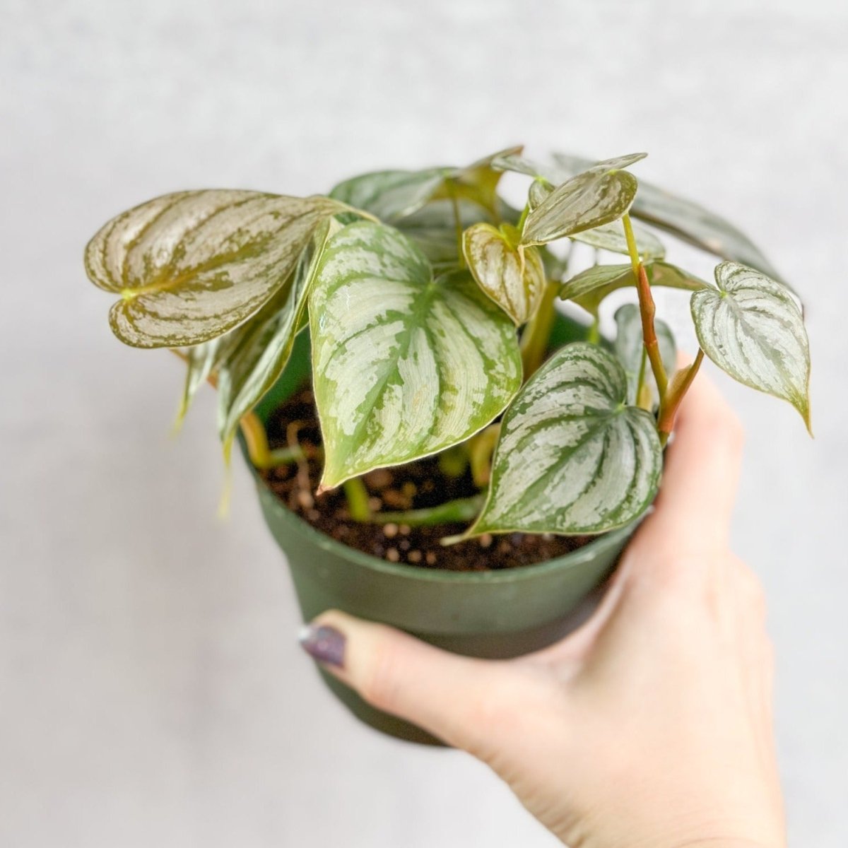 Philodendron Brandtianum 'Silver Leaf Philodendron' - Ed's Plant Shop