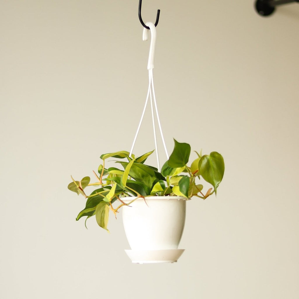 Philodendron Brasil Hanging Basket - Ed's Plant Shop