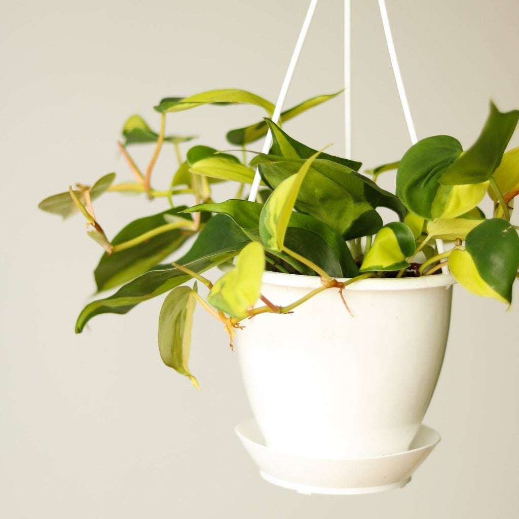 Philodendron Brasil Hanging Basket - Ed's Plant Shop