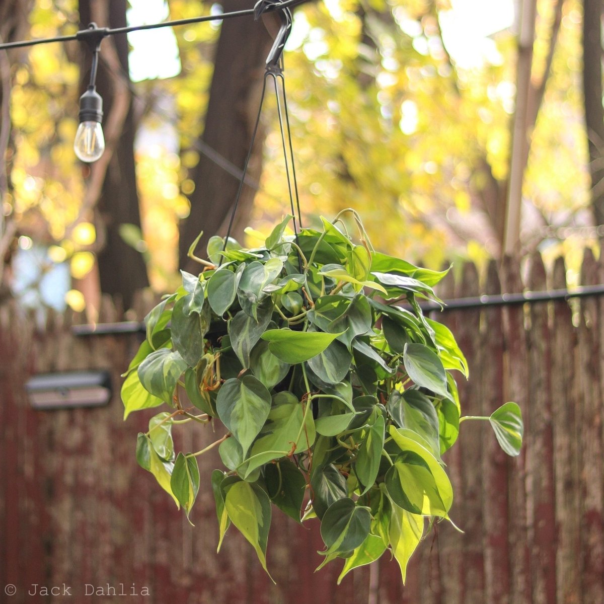 philodendron branching Philodendron 'Brasil' 8" Hanging Basket