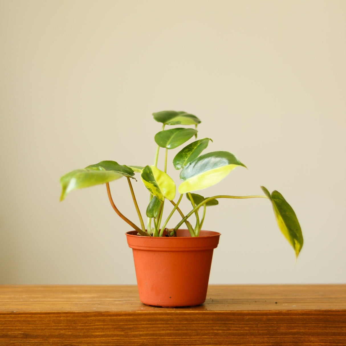 Philodendron 'Burle Marx' variegata - Ed's Plant Shop