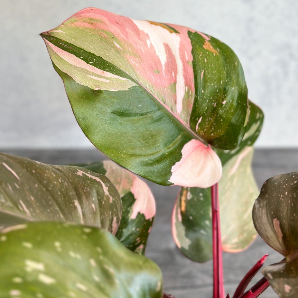 Philodendron erubescens - Pink Princess Philodendron - Ed's Plant Shop