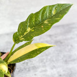 Philodendron erubescens ‘Ring Of Fire' - Ed's Plant Shop