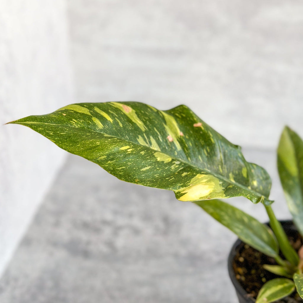 Philodendron erubescens ‘Ring Of Fire' - Ed's Plant Shop