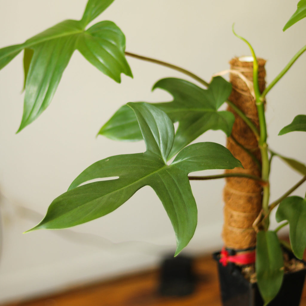 Philodendron ‘Florida Green’ - Ed's Plant Shop