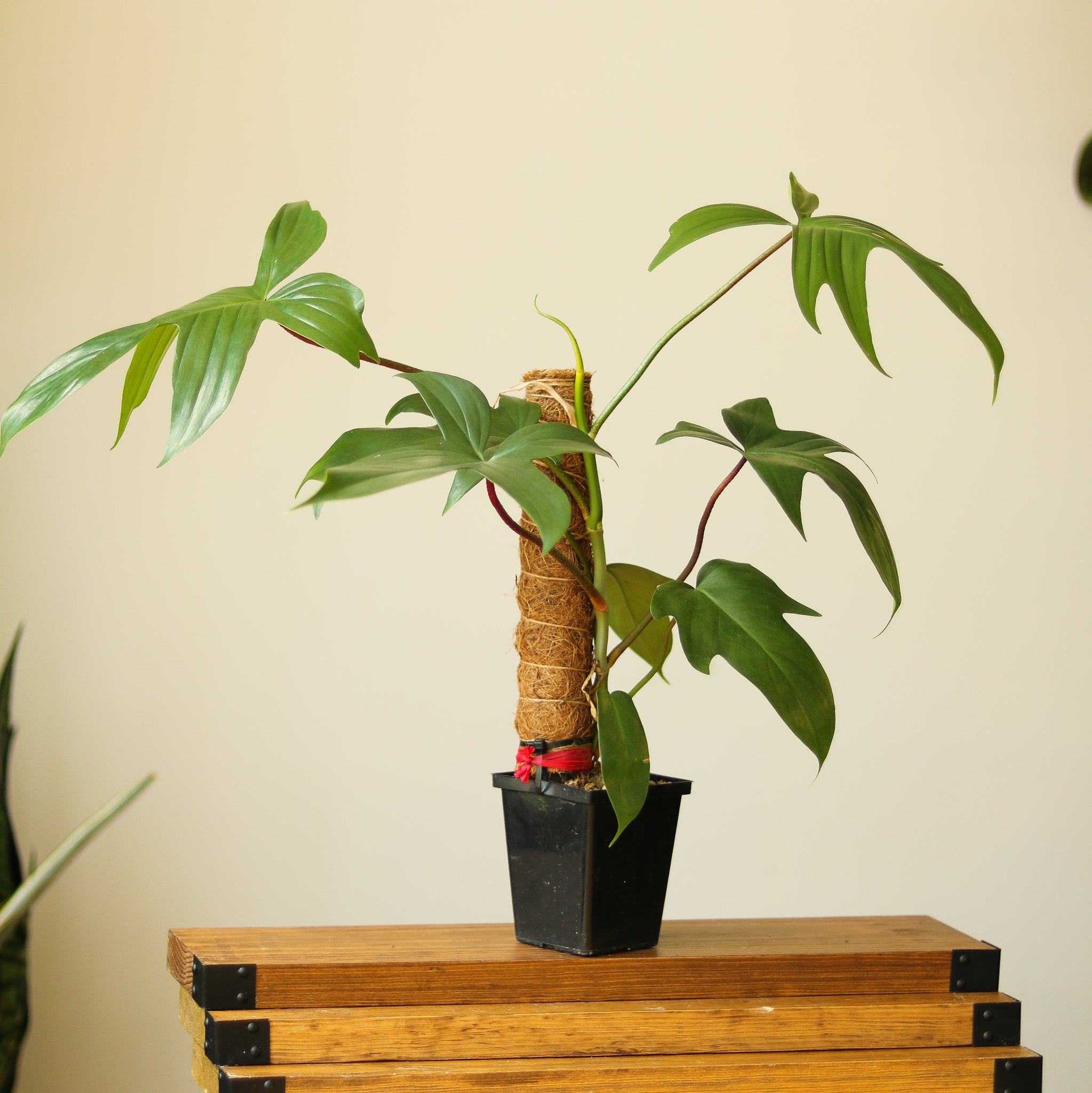 Sturdy Plant Totem Poles for Indoor Growth and Support – Ed's Plant Shop