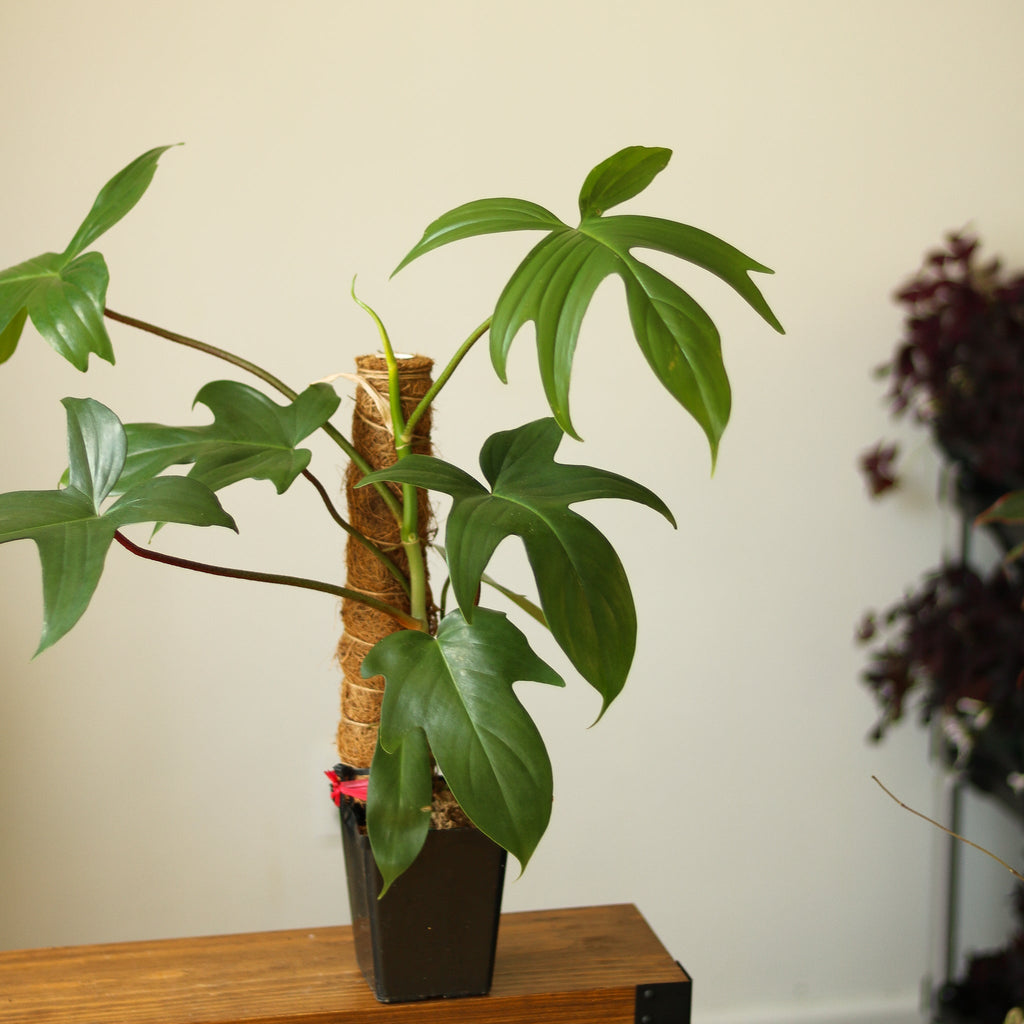 Philodendron ‘Florida Green’ - Ed's Plant Shop