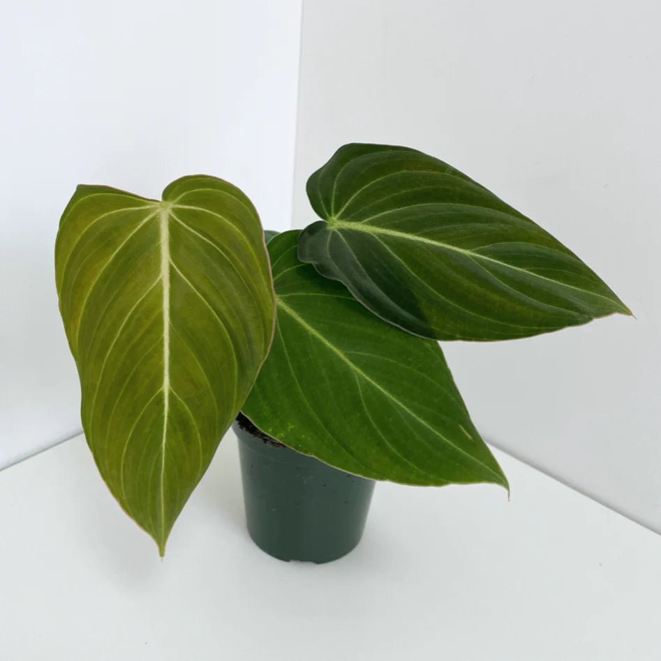 Philodendron glorious For Sale Online