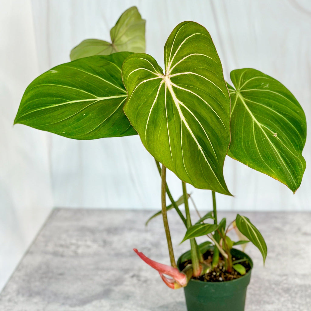 Philodendron glorious - Awesome Philodenron - Ed's Plant Shop