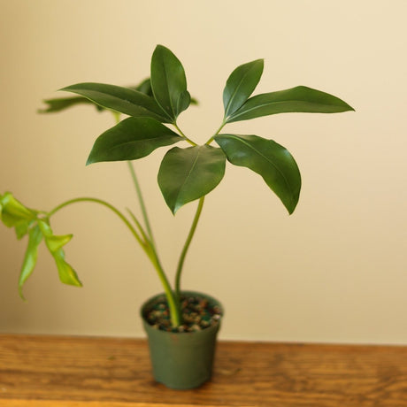 Philodendron Goeldii - ‘Finger Leaf’ - Ed's Plant Shop